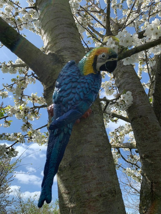 Image 1 of Set di pappagalli colorati – Decorazione da giardino vivace