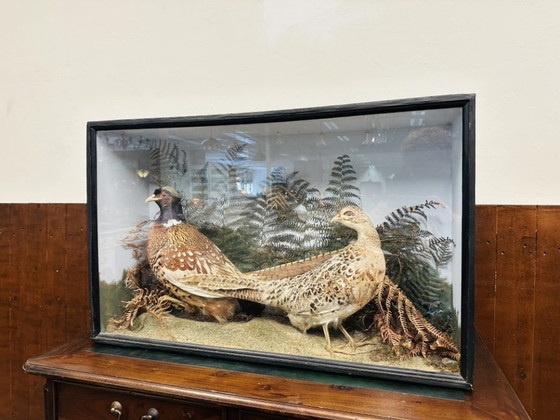 Antique Stuffed Pheasants in Display Case – Decorative Objects, Glass, Wood (photo 2 of 11)