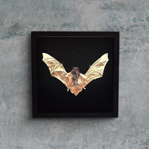 Genuine bat 23kt gold plated taxidermy artwork in frame