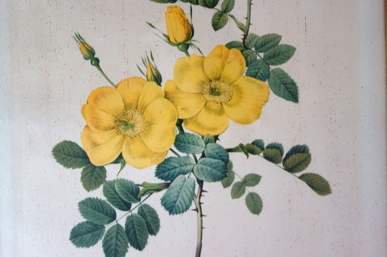 Image 1 of 4 oude botanische platen van rozen