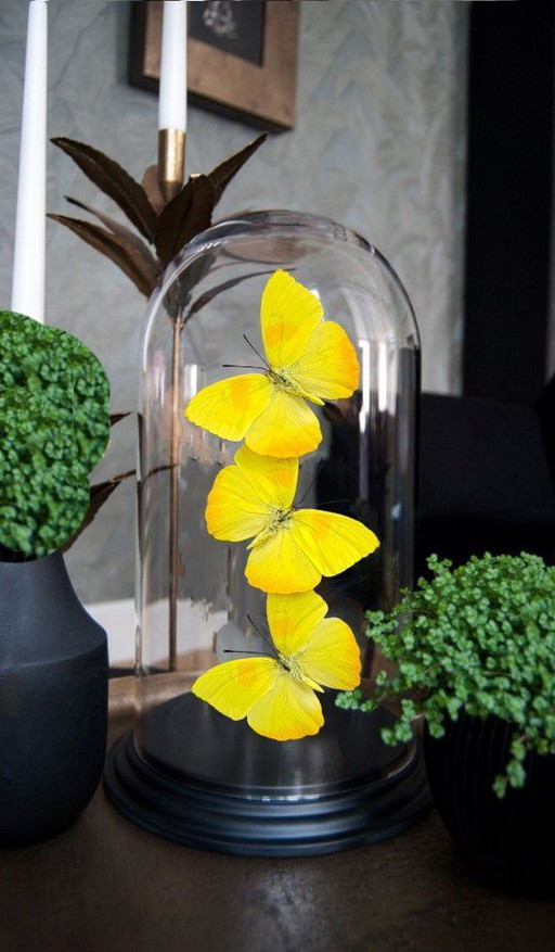 Véritables papillons montés sous dôme de verre - Edition limitée