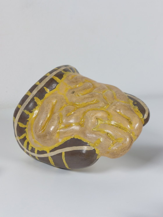 Image 1 of Vecchio modello anatomico didattico, gesso Phywe, torso anni '40