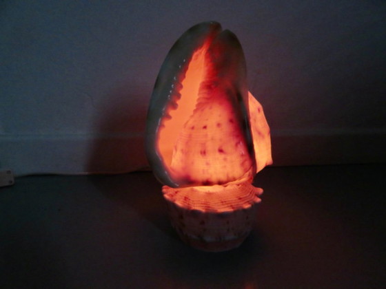 "Cassis Cornuta" schelplamp, vintage uit de jaren 70 – Tafellampen, Other (photo 6 of 13)