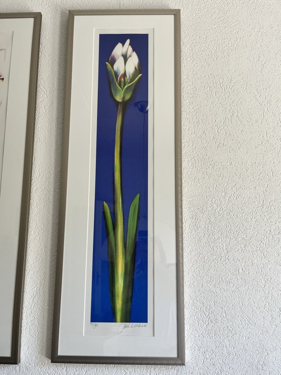 3 Signed Amaryllis Works by Juul Kortkaas – 71/90 – Framed – Lithographs & prints, Paper (photo 6 of 7)