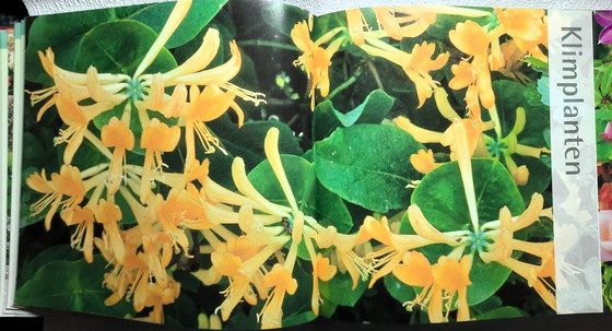 Image 1 of (W039) Le grand livre des plantes de jardin d'Ian Spence