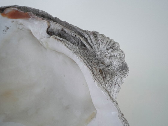 Image 1 of Conchiglia decorativa Tridacna, stile boho, anni '80