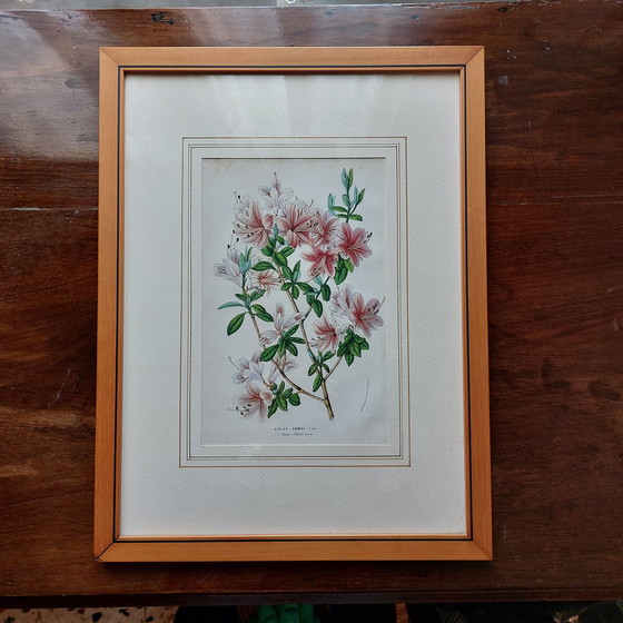 Image 1 of Twee ingelijste bloemenprenten - jaren 1950/60
