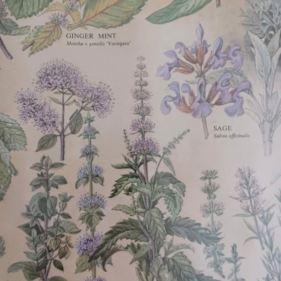 Image 1 of Vintage botanische poster ‘Culinary Herbs’ (1976) – British Museum, Westerham Press. 84x65 cm