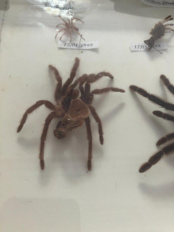 Image 1 of 4 vitrines de taxidermie pour tarentules