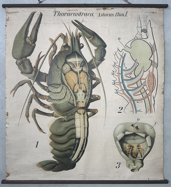 Image 1 of Carte scolaire vintage en lin XL - le homard