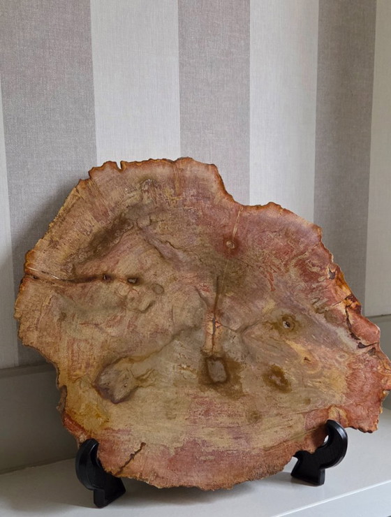 Image 1 of Versteinerter Holzbecher oder -scheibe (Ref. 4058 pers)