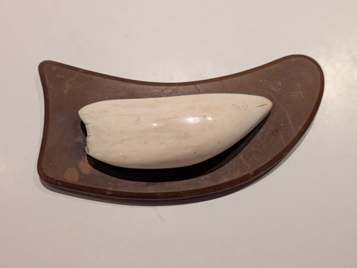 Dent de cachalot ancienne