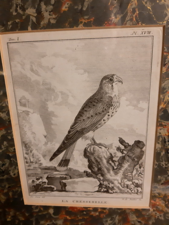 Image 1 of Die Cresserelle