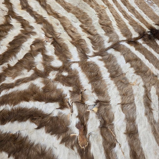 Image 1 of Morceau de vieille peau de zèbre collé sur du cuir, milieu du XXe siècle