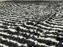 Tappeto Aghbala in lana autentica 300x200 cm