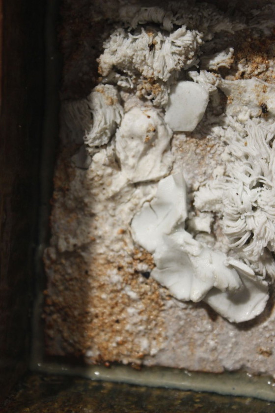 Image 1 of Marie-Anne e Philippe Rouhier - Scultura per acquario in gres e porcellana 1979