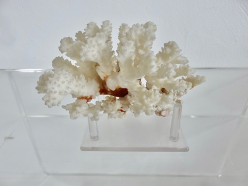 White coral tree, coral reef, 1970