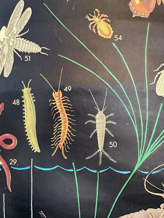 Image 1 of XL Vintage Linen School Map 'Relationships of the Animal Kingdom'