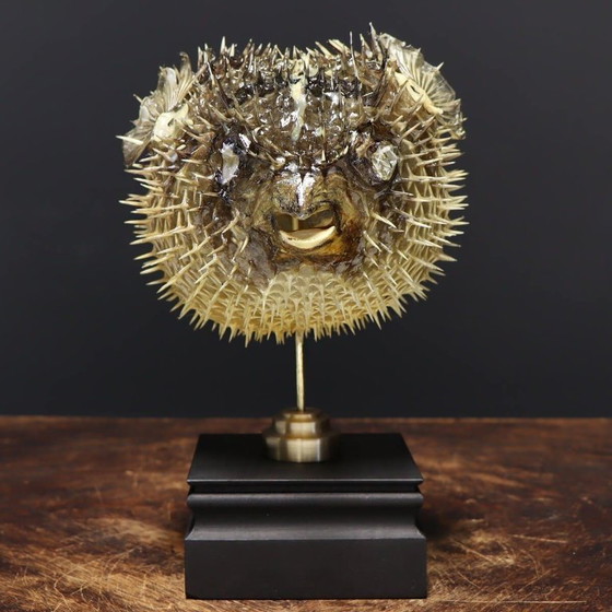 Objeto decorativo - Pedestal de Pez Globo – Objetos decorativos, Other (photo 4 of 5)