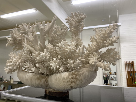 Image 1 of Decorazione di oggetti in vero corallo