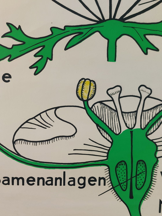 Image 1 of Vintage roll-up map, teaching aid, biology, umbellifers, wall map, botany