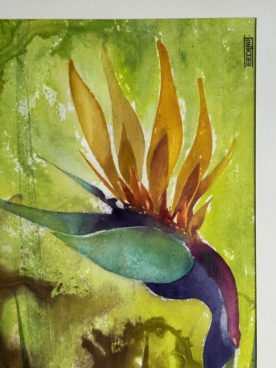 Image 1 of Eugène Eechaut (1928-2019) - Strelitzie - 1968. Signé