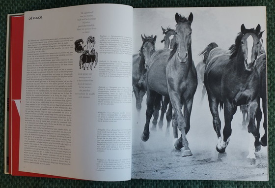 Image 1 of Ein Königreich für ein Pferd