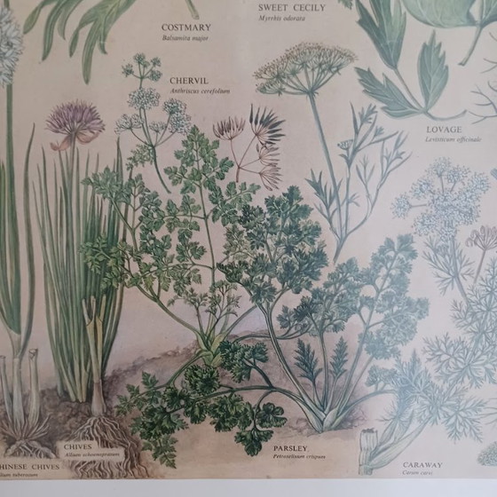 Image 1 of Vintage botanische poster ‘Culinary Herbs’ (1976) – British Museum, Westerham Press. 84x65 cm