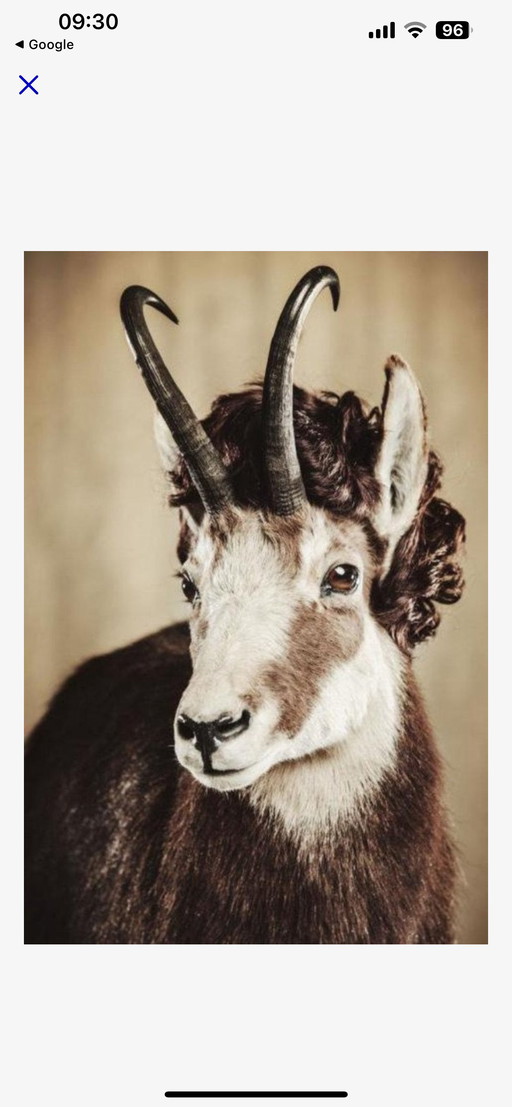Gems Buck Photo Behind Plexiglas