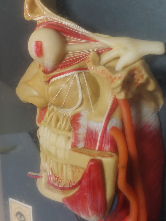 Image 1 of Medical wax model, Hygiene Museum Dresden, teaching model, display case, facial nerves