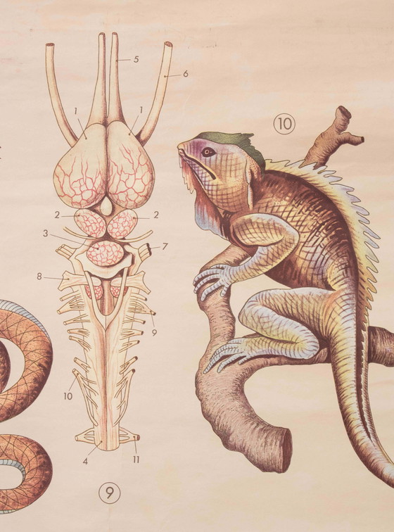 Image 1 of Reptile and amphibian themed educational print, Paravia, 1968