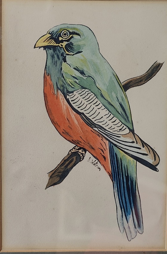 Image 1 of Uccello acquerello Donald Watson(1910-2005)