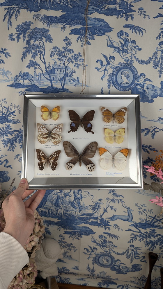 Image 1 of Butterfly Entomology Taxidermy Display Cabinet de Curiosité