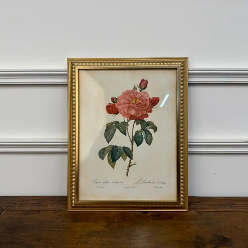 Stampa classica inglese di peonie
