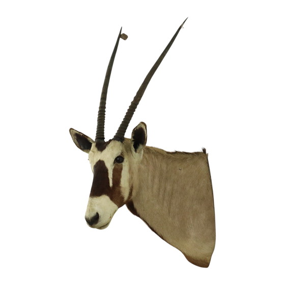 Image 1 of Taxidermie de l'antilope Oryx montée Gemsbok