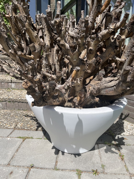 Image 1 of Ball Catalpa (trocken) im Designertopf