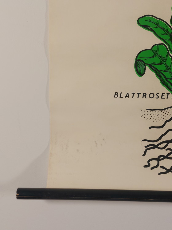 Image 1 of Vintage roll-up map, teaching aid, biology, primrose, wall map, botany