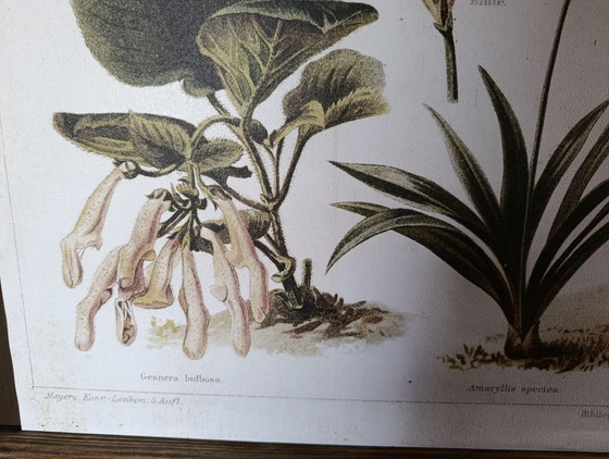 Wandposter | Reproduktion einer alten botanischen Tafel | Erthwhile – Erstwhile, Papier, Holz (photo 7 of 8)