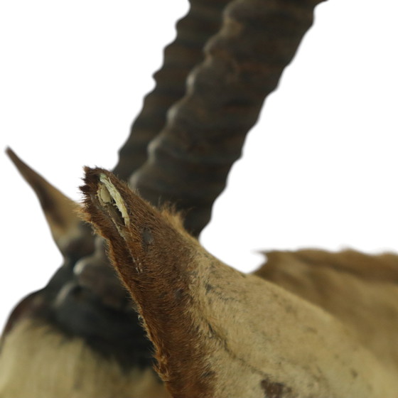 Image 1 of Taxidermie de l'antilope Oryx montée Gemsbok