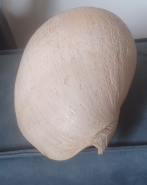 Grande conchiglia di Melo Diadema 24 cm in ottime condizioni! Conchiglia di melone – Meloen Diadema (photo 6 of 7)