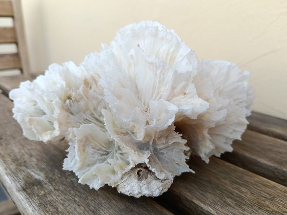 Arredo Corallo Bianco Naturale Lattuga Agaricia, Vintage, Oggetti decorativi, Pietra (foto 4 di 5)