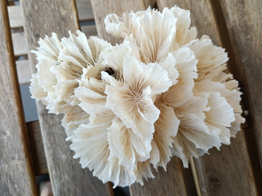 Natuurlijk Wit Sla Koraal Agaricia voor Decoratie – Vintage