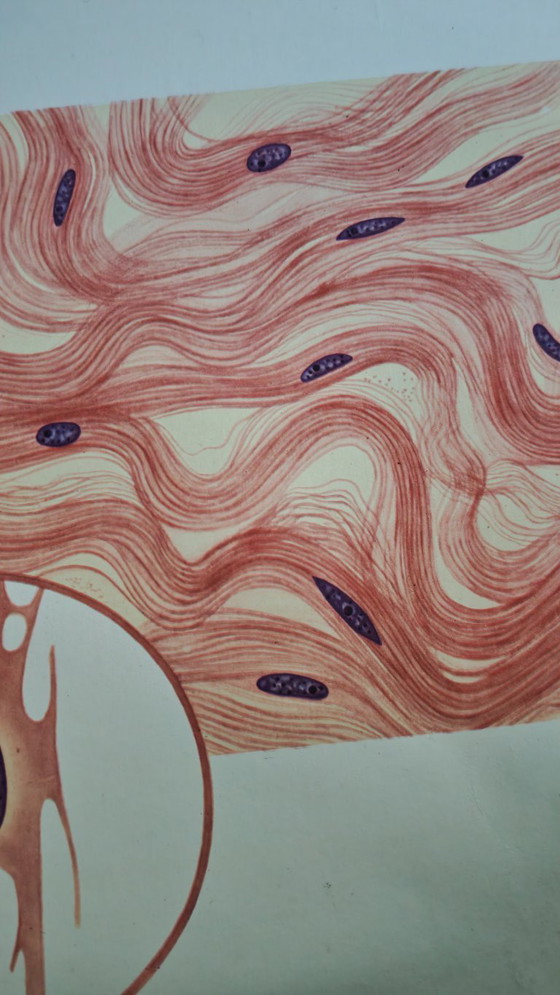 Image 1 of Manifesto didattico d'epoca, Deutsches Hygiene-Museum, Dresda, Germania, biologia, scienze