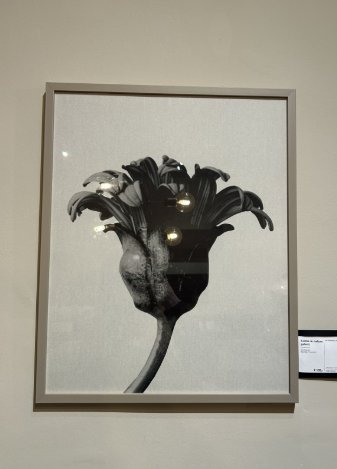 BoConcept ボーコンセプト アートパネル Form in nature Boconcept - Form in Nature Gallery | €69 | Whoppah
