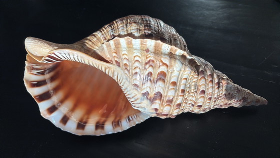 Image 1 of Tritorns Horn Shell Large