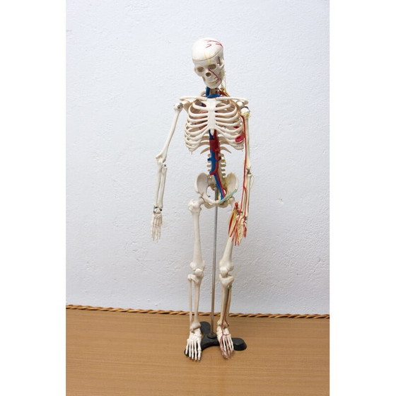 Image 1 of Vintage plastic human skeleton, Czechoslovakia 1960