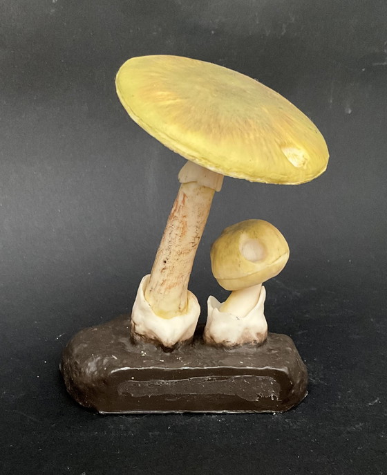 Image 1 of Conjunto exclusivo de 13 modelos de setas Deyrolle / Eurosap-Deyrolle – Colección didáctica de farmacia francesa
