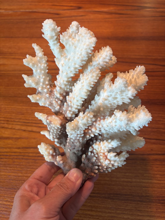 Image 1 of Natuurlijk bloemkoolkoraal (Pocillopora sp.) – witte koraalrifdecoratie 620 g