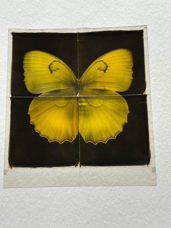 Image 1 of butterfly
