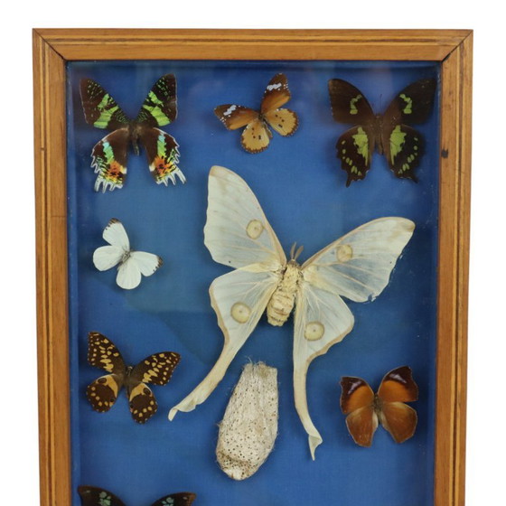 Butterfly collection in wooden frame, Wall decoration, Other, Brown, Vintage (photo 2 of 10)